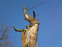 Pahýl stromu proti sytě modré zimní obloze u soutoku Orlic.