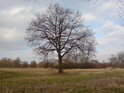 Osamělý dub, jakých je v povodí celé Orlice nepočítaně, tento se nachází na levém břehu u Štěpánovska.