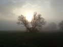 Jarní mlhy bývají u Orlice krásné až strašidelné, možná se na nás právě chystá pes baskervilský.